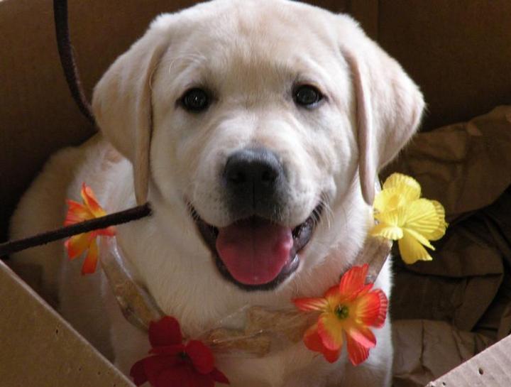 Carousel Slide 3: Aloha from Animal Care and Wellness Center!